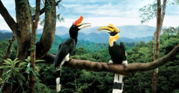 malaysian-hornbills-big